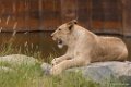 Safaripark Beekse Bergen, Avondsafari